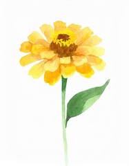 Hand drawn watercolor yellow zinnia flower isolated on white background