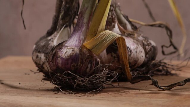 harvest of organic garlic close up food rotation