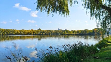 Willow branches growing on the grassy bank overhang the river. There are reeds in the water. On the opposite bank are a trees with yellow leaves and a city buildings. Sunny autumn weather and blue sky