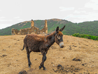 Donkey in a field