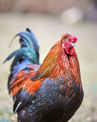 Close up of red rooster isolated on blurred background