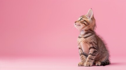 Brown tabby kitten on pink backdrop looks curiously upward