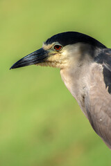 Night heron, Nycticorax nycticorax, grey water bird sitting, animal in the nature habitat, Brazil.