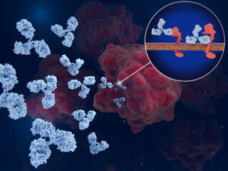 Cancer immunotherapy: Therapeutic antibodies block HER2