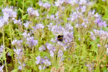 the bee collects the nectar from the yellow flower of the ageratum