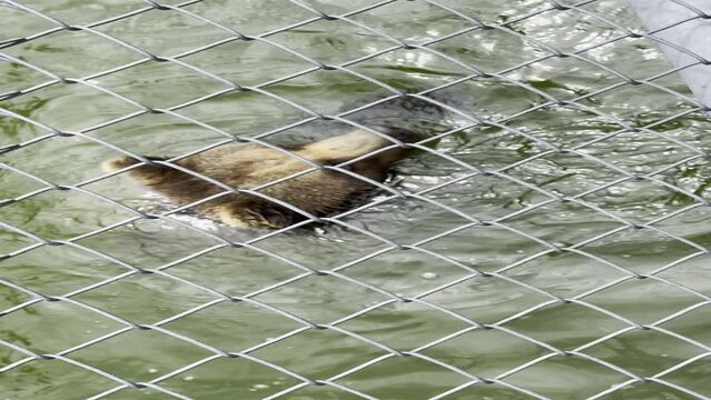 Bear in zoo, taking bath