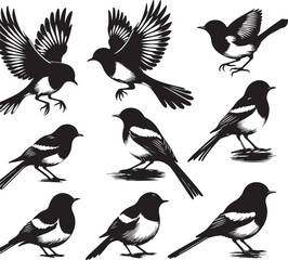 Copsychus saularis Vector Silhouette With white background