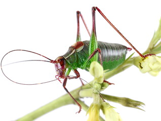 Barbitistes serricauda, Saw tailed Bush Cricket isolated on white