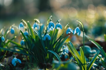 vivid blue spring blooms close up