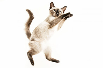 Obraz premium Siamese cat with dancing on white background.
