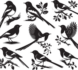 Copsychus saularis Vector Silhouette With white background