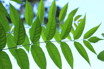 Tree branch shot from below, blue sky in the background.