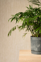 Chamaedorea Home  Plant in Pot on Wooden Table Near Window in Room