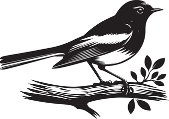 Copsychus saularis Vector Silhouette With white background
