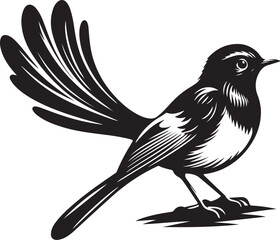 Copsychus saularis Vector Silhouette With white background