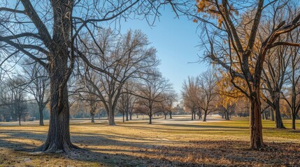 Varieties of trees in the park during winter tree branches without leaves under sunny winter skies