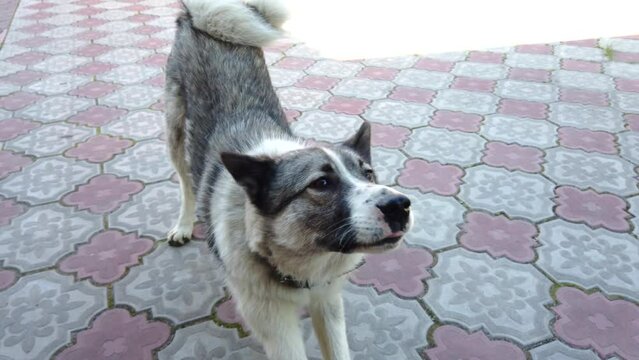 Portrait of a hunting husky, the dog stretches, warming up. Gimbal shot
