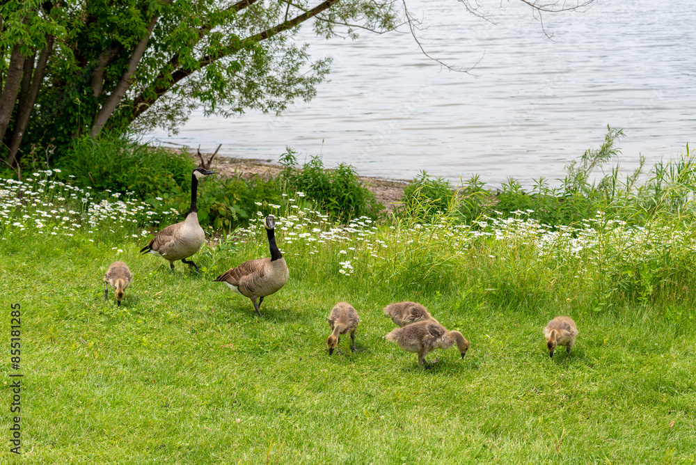 Sticker canada geese and goslings on fox river shoreline near de pere, wiscoinsin