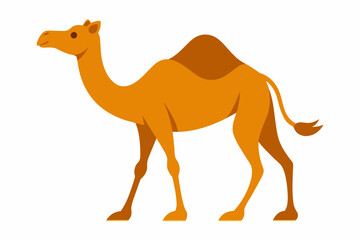 camelo vector illustration white background
