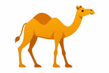 camelo vector illustration white background