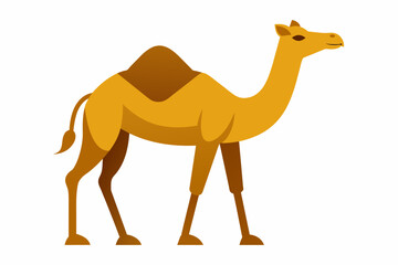 camelo vector illustration white background