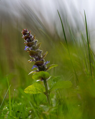 Kleine Waldblume im Wind