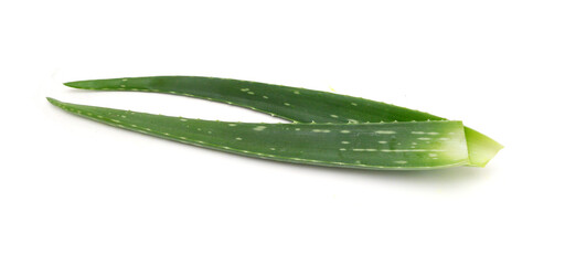 An aged of aloe tree on white background