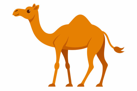 camelo vector illustration white background