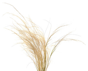 Obraz premium A bunch of dry grass.