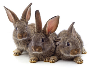 Three little rabbits.