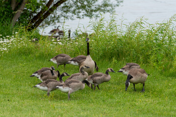 Canada Geese And Goslings On Fox River Shoreline Near De Pere, Wiscoinsin