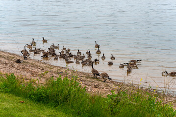 Canada Geese And Goslings On Fox River Shoreline Near De Pere, Wiscoinsin