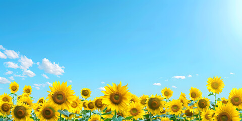 Bright and cheerful sunflower field with a clear blue sky, providing a sunny and uplifting backdrop, ideal for a summer sale or outdoor event banner