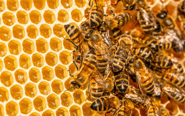 working bees on honey cells. closeup of bees on honeycomb