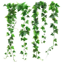 A suspended jungle vine with flowing and twisting elements on a transparent background.