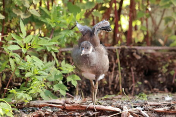 Wings of Potential: The Growing Moorhen Chick