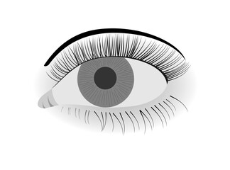 eye of the person. Anatomy. Black and white. Illustration