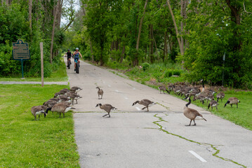 Canada Geese And Goslings Crossing The Fox River Trail At De Pere, Wisconsin