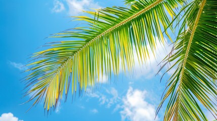 Naklejka premium Coconut Palm Tree Leaf Against Blue Sky