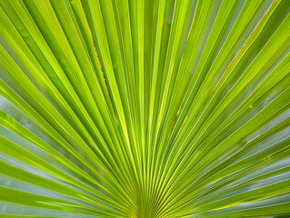 palm leaf texture natural tropical green leaf close up
