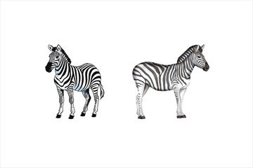 Giraffe zebra style illustration vector images