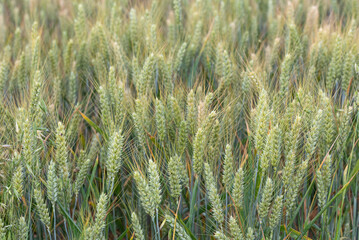 Barley spikes drying before harvest