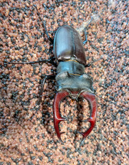 A close-up view of a protected stag beetle on the wall of an apartment building in a residential area