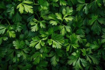 A close-up shot of a bunch of green leaves with intricate details and textures