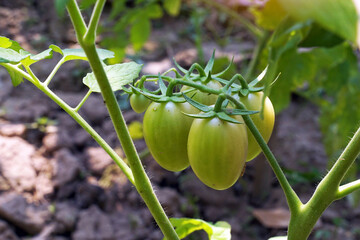 Tomato plants produce bright red ripe fruits and green unripe fruits with green stems and leaves. soft and selective focus.