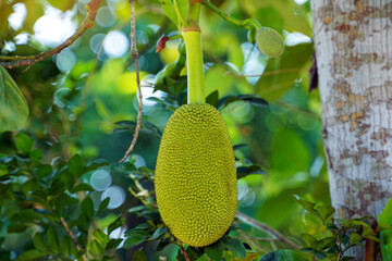 Jackfruit is a perennial plant. The trunk and branches when wounded have thick white latex. The...