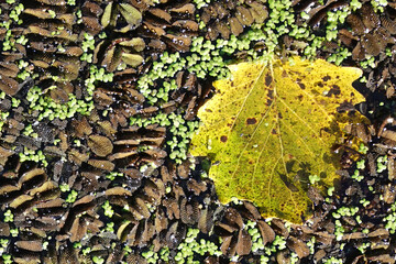 Marsh of the dead arm of the Laborec river, Slovakia Oborin