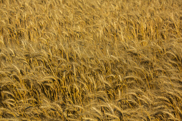 Background of ripening ears of wheat.
