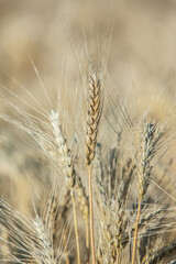 Background of ripening ears of wheat.