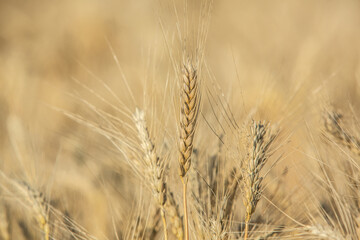 Background of ripening ears of wheat.
